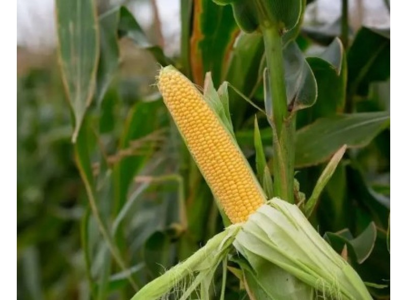 СанРайз F1 - семена сахарной кукурузы, 1000сем., Libra Seeds